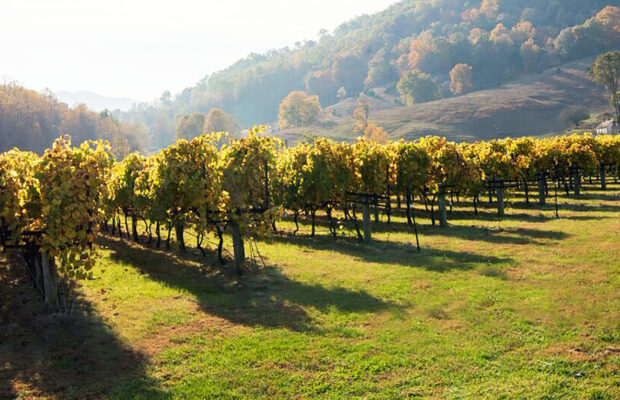 DuCard Vineyards: Spring Seafood Saturday DuCard Vineyards: Spring Seafood Saturday